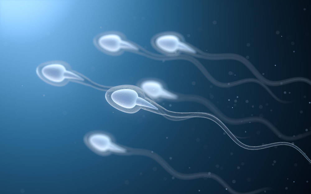Motilità degli spermatozoi dopo la vasectomia: impatto e reversibilità dell’intervento